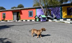 Kuşadası Evcil Hayvan Rehabilitasyon Merkezi haftasonları da ziyaret edilecek