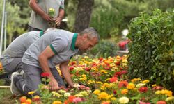 Zinya, kadife çiçeği, yasemin ve sarı papatyalar… İşte Bornova parkları!