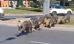 İzmir'in göbeğinde yaban domuzu ailesi sürü halinde geziyor