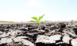 Tarım krizini, iklim değil insan yarattı