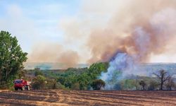 Edirne'de yangın korkusu: Buğday tarlası ve orman alevlere teslim oldu