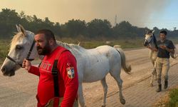 Bursa'da orman yangını: Atlar son anda kurtarıldı