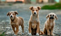 Başıboş sokak köpekleri uyutulacak mı? Sokak köpekleri yasası kabul edildi mi?