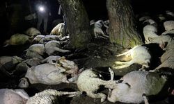 Amasya'da yıldırım faciası: 76 küçükbaş hayvan telef oldu