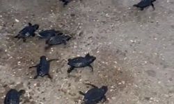 Antalya'da 23 caretta caretta yavrusu sıcak kumdan kurtarıldı!