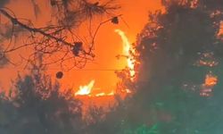 Şanlıurfa'da yürekler ağza geldi: Orman yangını korkuttu!