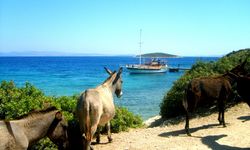 İzmir'de turkuaz rengi denizi ve berrak suyuyla küçük bir ada: Eşek Adası