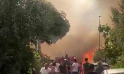 İzmir Foça’da orman yangını: Havadan ve karadan müdahale ediliyor