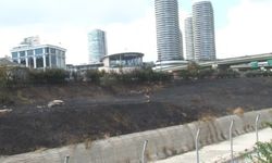 İstanbul'da 2 genç otları ve ağaçları yakıp kaçtı