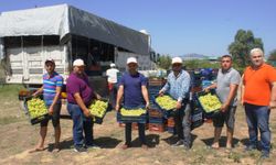 Superior Seedless üzümünün ihracatı başladı