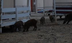 Tatilciler şaşkınlık yaşadı: Fethiye'de plaja domuz baskını!