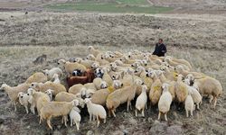 Afgan çobanlar geride kalıyor: Hükümet yeni nesil çobanlar yetiştiriyor!