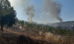 Manisa'da orman yangını: 50 hektar alan kül oldu