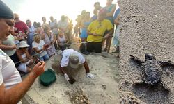 Caretta caretta coşkusu: Kuşadası’nda yavru denizle kavuştu!