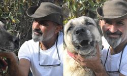 Kangal Köpeği Sevenler ve Koruyanlar Derneği Başkanı Orhan Yalçınkaya kimdir, neden öldü?