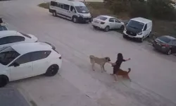 Sahipsiz köpek saldırısı: Köpeğini kurtamak için kendini siper etti!