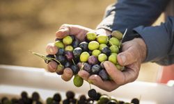 Zeytin sektörü temsilcileri: Tüketiciye hayal kurdurmayalım