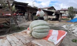 Bolu’da 40 kilogramlık bal kabakları şaşkınlık yarattı!