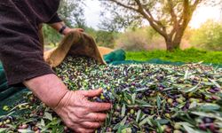 Sofralık zeytin ihracatı 210 milyon dolara ulaştı