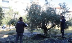 Turgutlu'da zeytin hasadı başladı: Üretilen zeytinyağı ihtiyaç sahiplerinin yemeklerinde kullanılacak