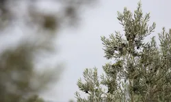 Kentte coşku başlıyor! Aliağa 3. Zeytin Hasat Şenliği ne zaman, saat kaçta?