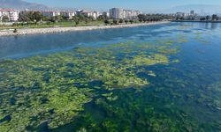 İzmir Körfezi'nde balık ölümleri sonrası şimdi de yosun krizi yaşanıyor