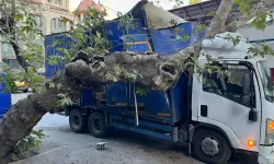 Konak'ta feci olay: Kamyonetin üzerine ağaç devrildi