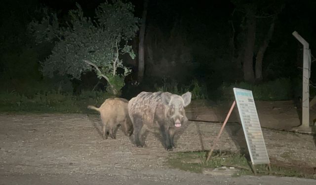 Marmaris'te kent merkezi yaban domuzlarının istilasına uğradı!