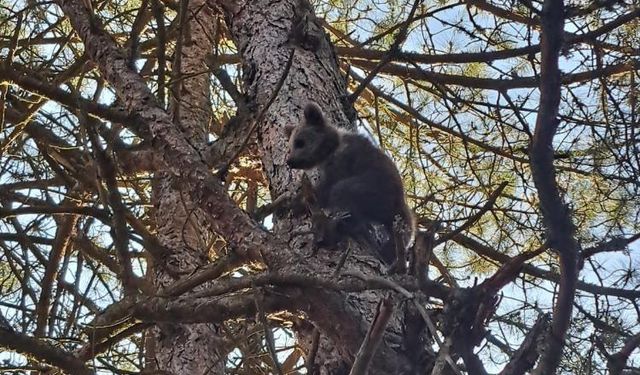Yoldan geçen araçlardan korkan yavru ayı, panikle ağaca tırmandı!