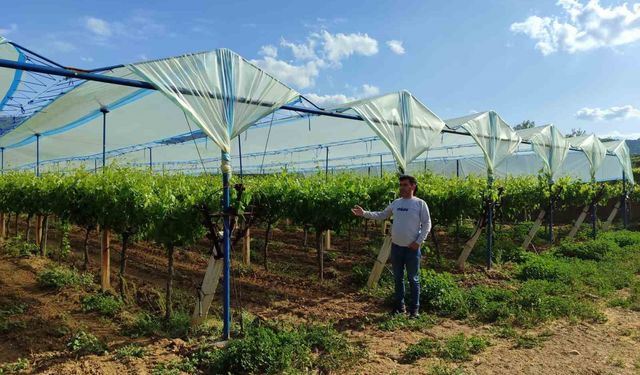 Manisa'da tarıma yatırım: Sultaniye üzümler örtü altına alınıyor