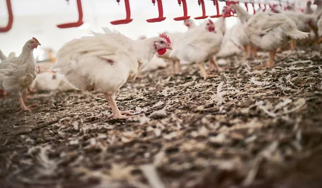 Kasaplar Federasyonundan tavuk ihracatı açıklaması: En doğru kararı vermişler