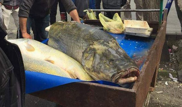 Amatör kadın balıkçı 1 metre 10 santim uzunluğunda turna balığı tuttu
