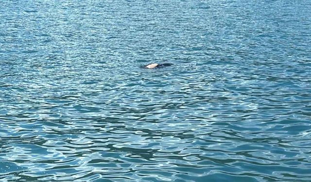 Artvin'de denizde dalgıç kıyafetli bir ceset bulundu