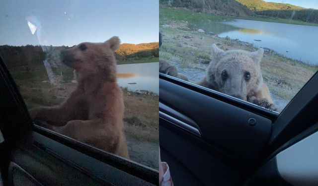Bitlis’te korku dolu anlar: Araç kapısını açan ayı korku yarattı!