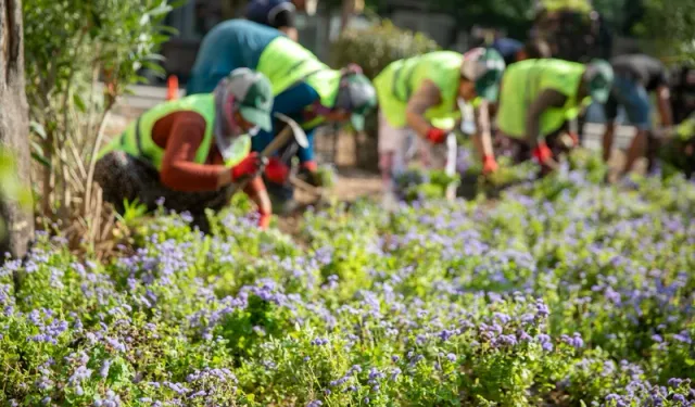 Buca’da 30 bin adet mevsim çiçeği kaldırımlara ve parklara dikildi