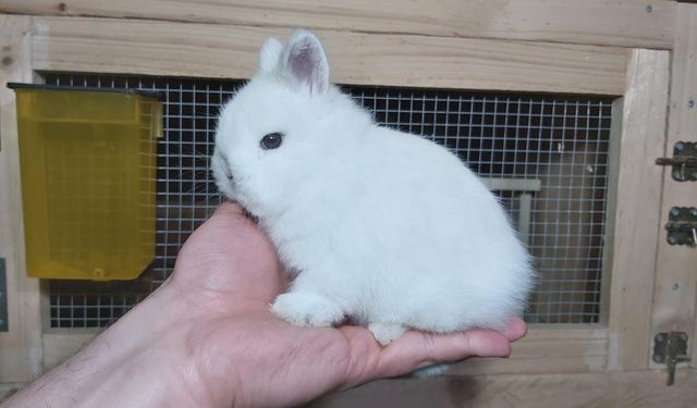 Tavşan yavrusunun halk arasındaki ismi nedir?