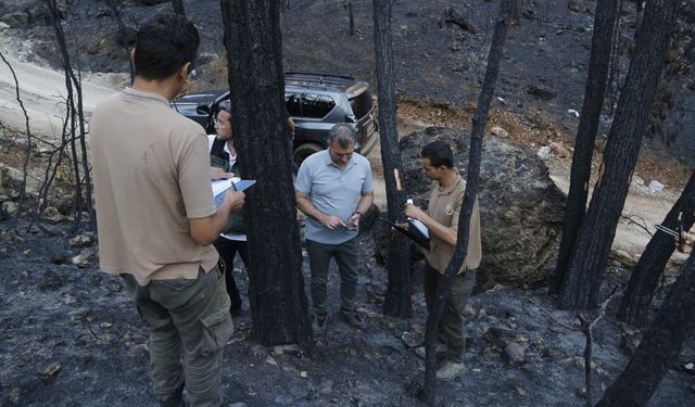 Muğla'da yangının ardından başlatılan ağaçlandırma hız kesmiyor!