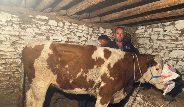 42 günlük takip sonuç verdi: Manisa'dan kaçan firari inek Denizli'de yakalandı!