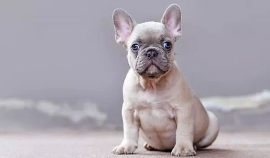 French Bulldog köpek ırkı özellikleri nelerdir? French Bulldog cins köpeğe nasıl bakılır?