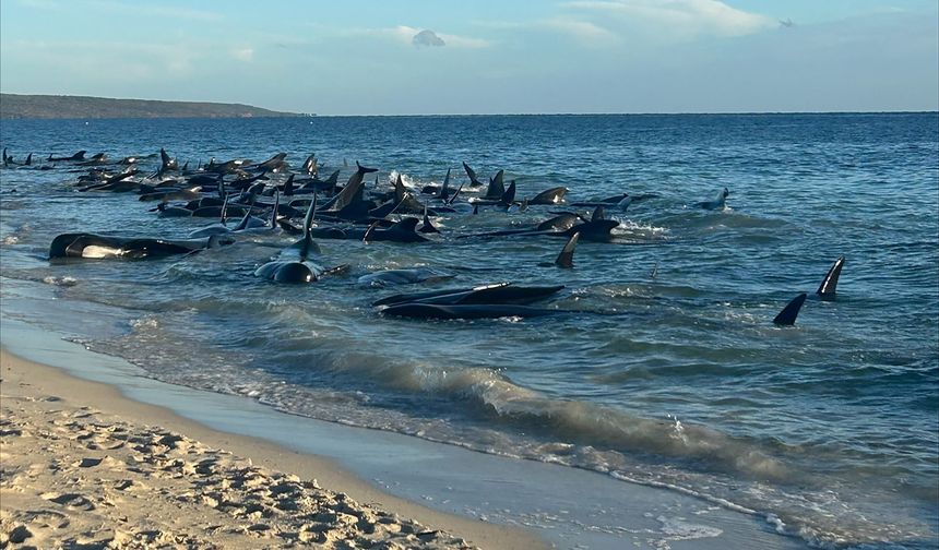 Avustralya'da endişe verici olay: Balinalar neden kıyıya vuruyor?
