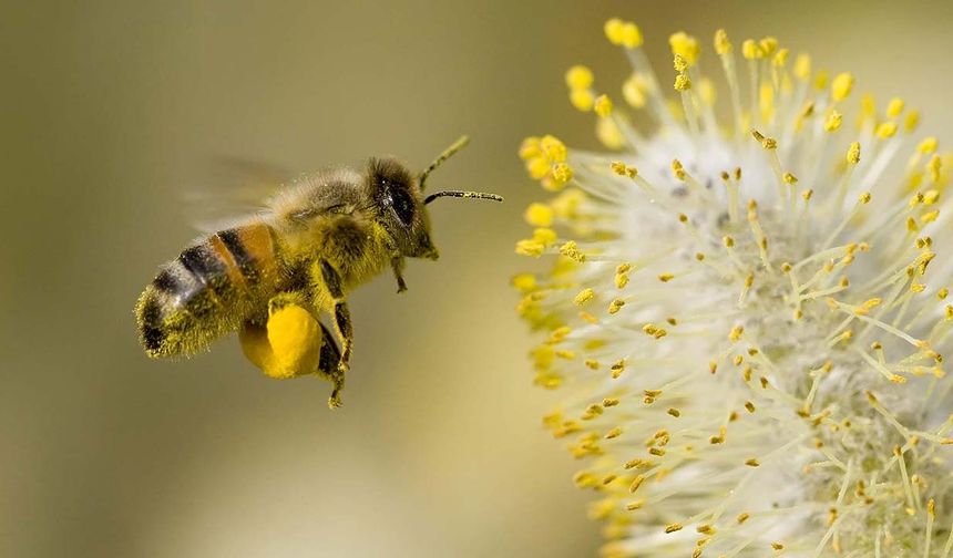 Bahar geldi, polen alerjisi arttı, bağışıklığa dikkat!