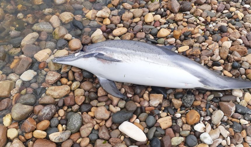 Ünye'de 1,5 metrelik yunus balığı ölü bulundu!