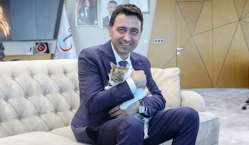 Başkan Önal’ın bulduğu yaralı kedi yeni sahibini bekliyor