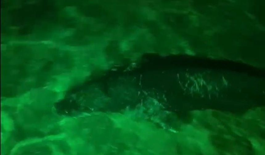 Bodrum'da şaşırtıcı görüntü: Akdeniz foku gece kulübünün önünde avlandı!