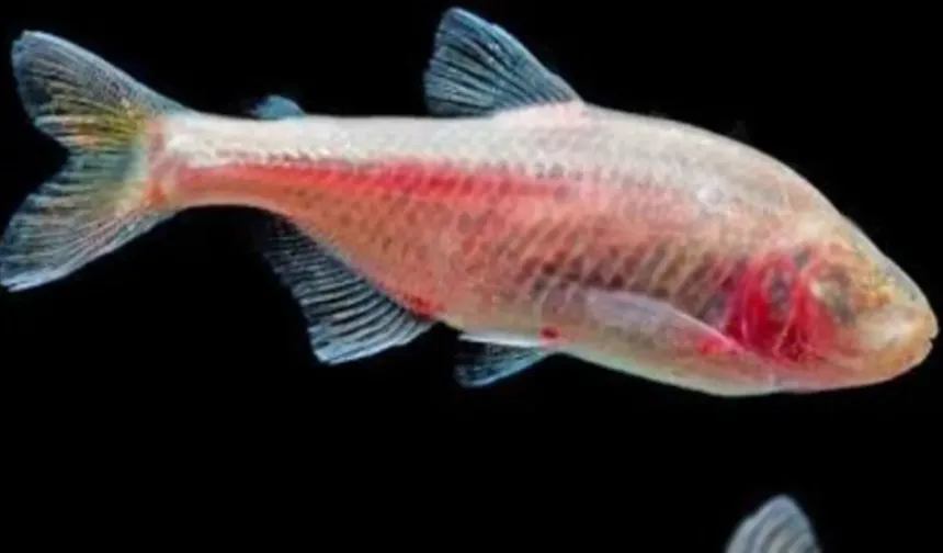 Çin'de yeni bir kör balık türü keşfedildi! Gözleri işlevsiz veya kapalı