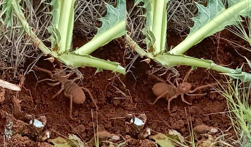 Elazığ'da zehirli "et yiyen örümcek" görüntülendi: 1 metre zıplayabiliyor!