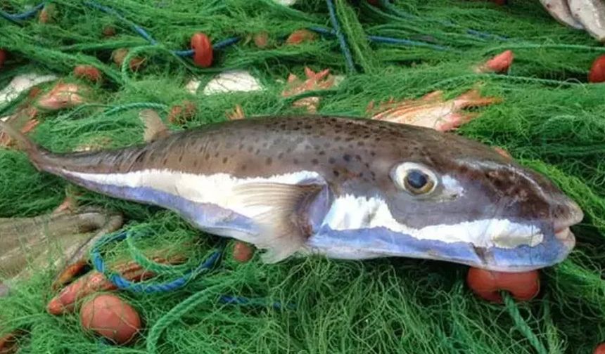 Bu balığın Türkiye'ye yıllık zararı 2 milyon Euro!