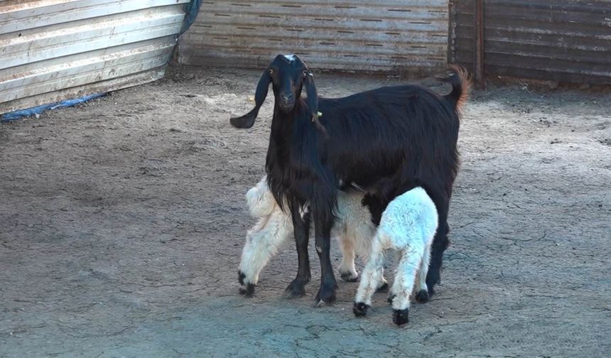 Gaziantep'te kuzular keçinin kucağında: Koyun annelik yapmayı reddetti!