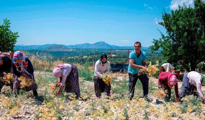 Mersin’de nohut şenliği: Türküler eşliğinde hasat coşkusu!