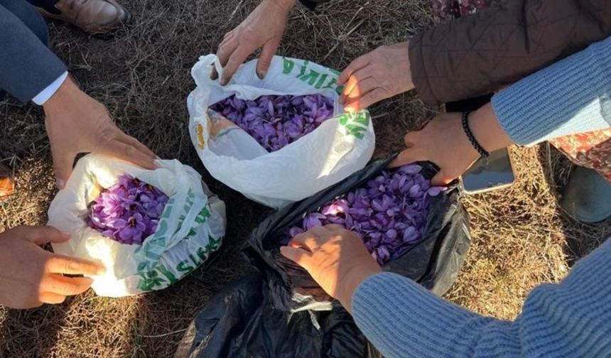 Safran Tekirdağ’a renk kattı! İlk yıl hasadı yapıldı!